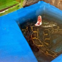 Екатеринбург 2016. Зоопарк :: Андрей 