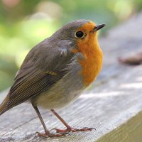 Зарянка :: Лина Зарянка :: Лина