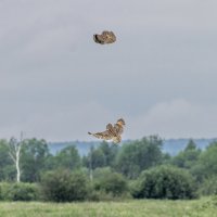 сова болотная. :: юрий макаров сова болотная. :: юрий макаров