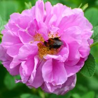 Лето в Ботаническом... Июнь. :: Наташа ***** Лето в Ботаническом... Июнь. :: Наташа *****