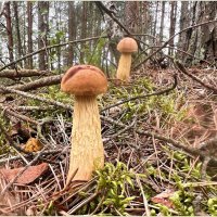 В августовском лесу. :: Валерия Комова В августовском лесу. :: Валерия Комова