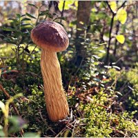 ******** :: Валерия Комова