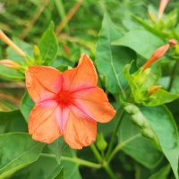 ,,, :: Сергей Тимоновский