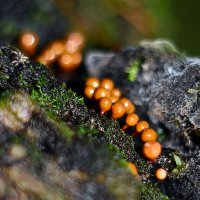 Миксомицеты  оранжевые :: Геннадий Супрун