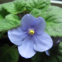 Фиалка :: Елена Семигина Фиалка :: Елена Семигина