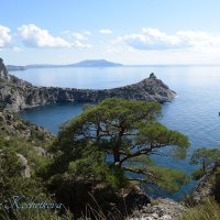 Природа Крыма :: Amazing Cosmea