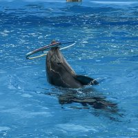 Дельфинарий в поселке Небуг :: Игорь Сикорский