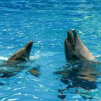 Дельфинарий в поселке Небуг :: Игорь Сикорский