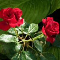 Алые розочки :: Валентин Семчишин