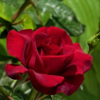 Бархатная роза :: Валентин Семчишин