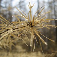 В лесу :: Anna Ivanova