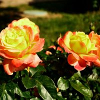 Розы :: Лютый Дровосек