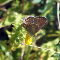 ** :: Зоя Мишина