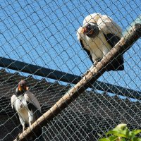 ОТЛЕТАЛИСЬ :: Сергей Янович Микк ОТЛЕТАЛИСЬ :: Сергей Янович Микк