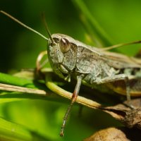 Grasshopper | 3 :: Sergey Sonvar