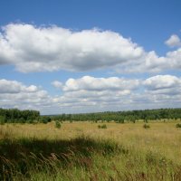 заокские просторы в августе... :: Галина Флора заокские просторы в августе... :: Галина Флора