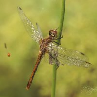 *** :: Елена Kазак (selena1965) *** :: Елена Kазак (selena1965)