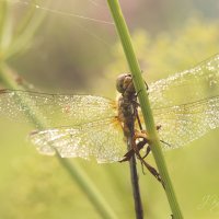 *** :: Елена Kазак (selena1965)