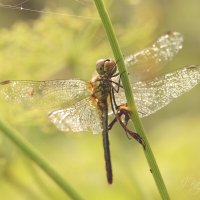 *** :: Елена Kазак (selena1965) *** :: Елена Kазак (selena1965)