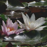 *** :: Елена Kазак (selena1965) *** :: Елена Kазак (selena1965)