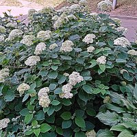 Цветы. :: Владимир Драгунский Цветы. :: Владимир Драгунский