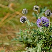 Был месяц август... :: Алекс Б-в