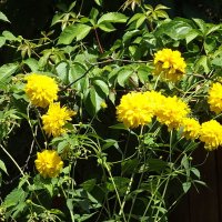 Золотые шары :: Freddy 97