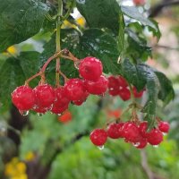 Под дождём :: Валентина Богатко 