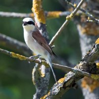 Жулан. :: Владимир Безбородов