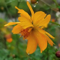 Под дождём :: Валентина Богатко 