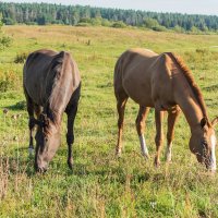 На выгуле. :: Виктор Евстратов На выгуле. :: Виктор Евстратов