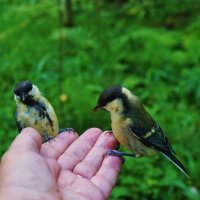 Синицы :: Nataly St. 