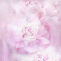 Пионы :: Viktoria Anufrieva Пионы :: Viktoria Anufrieva