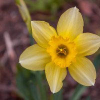 Нарцисс :: Валерий Елистратов