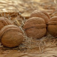 Грецкий орех :: Валерий Елистратов