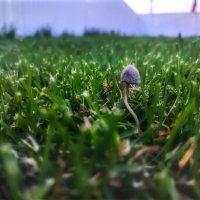 Грибы в городе :: AZ east3