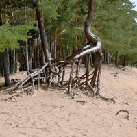 Дюны, август 2025 года :: Сергей 