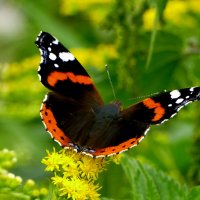 бабочки августа 3 :: Александр Прокудин