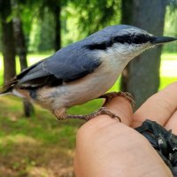 Поползень :: Сапсан 