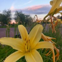 Лилейник :: Сапсан 