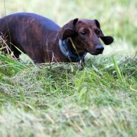 По следу... :: Владимир Безбородов