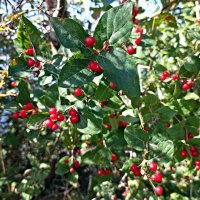 Дикая жимолость :: Veera V