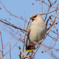 Свиристель :: Виктор Иванович Чернюк