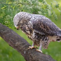 Канюк :: SanSan 