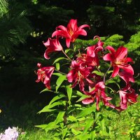 Август...Огненная лилия! :: Владимир 