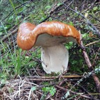 пижон :: леонид логинов пижон :: леонид логинов