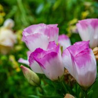 Лето :: Петр 