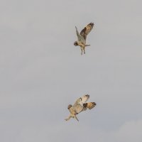 сова болотная :: юрий макаров сова болотная :: юрий макаров