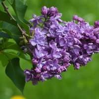 Весна в Ботаническом... Май. :: Наташа ***** Весна в Ботаническом... Май. :: Наташа *****