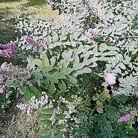 Цветы. :: Владимир Драгунский